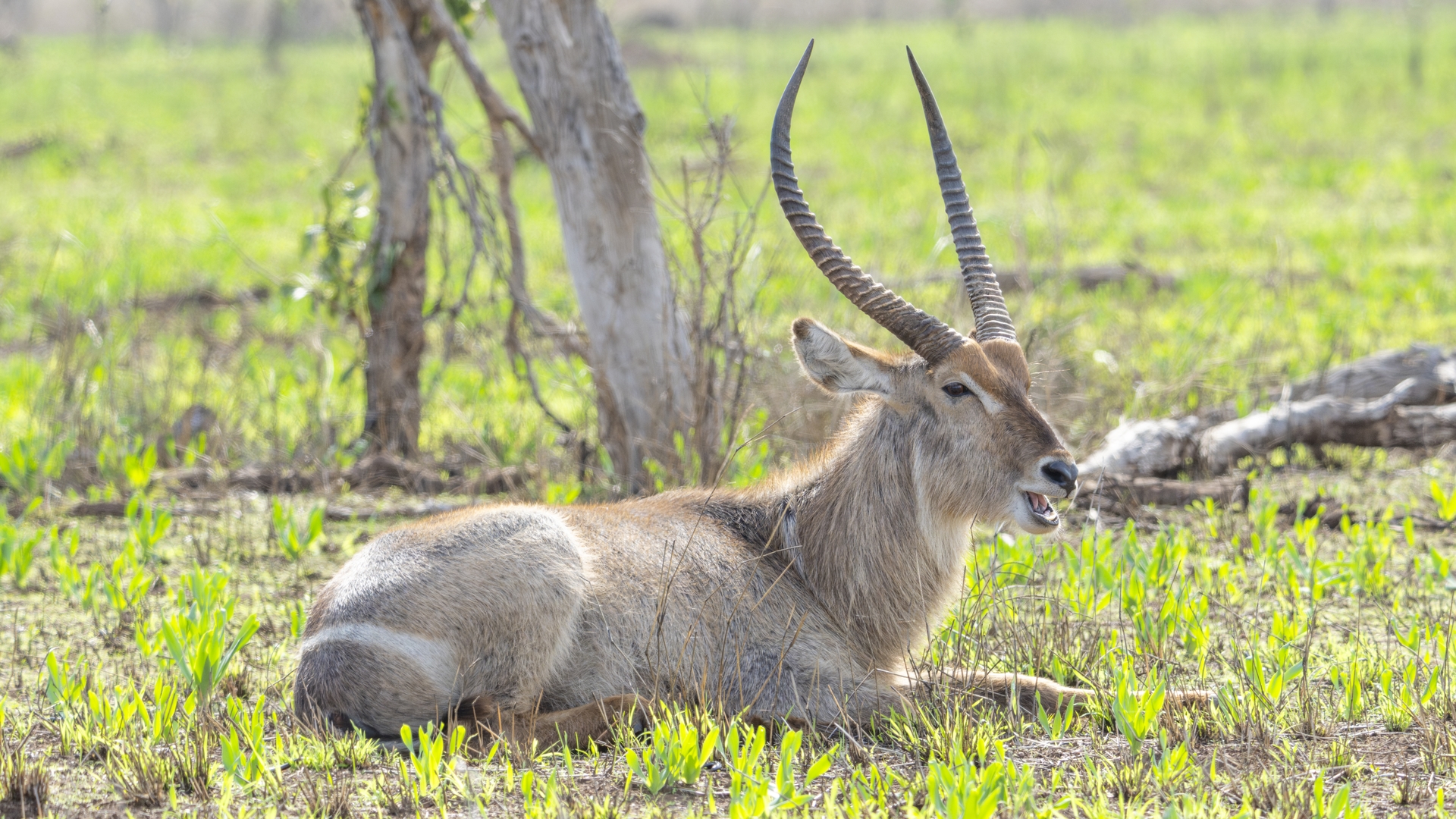 Kruger25 2025 11 04 08 03 18 ILCE 1M2 733
